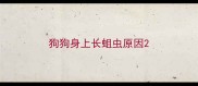 狗狗身上长蛆虫原因