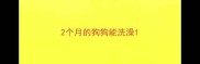 2个月的狗狗能洗澡
