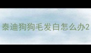 泰迪狗狗毛发白怎么办