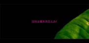 边牧会藏东西怎么办