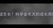 哈士奇多大完成生长科学金毛犬的成长周期与饲养指南