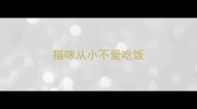 猫咪从小不爱吃饭