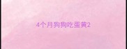 4个月狗狗吃蛋黄