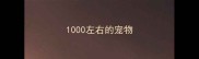 1000左右的宠物