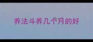 养法斗养几个月的好