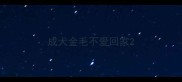 成犬金毛不爱回家