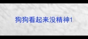 狗狗看起来没精神