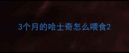 3个月的哈士奇怎么喂食