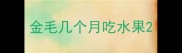 金毛几个月吃水果