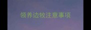 领养边牧注意事项