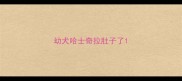幼犬哈士奇拉肚子了