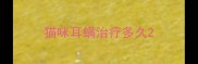 猫咪耳螨治疗多久