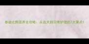 泰迪比熊混养全攻略从选犬到日常护理的7大要点