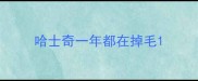 哈士奇一年都在掉毛