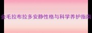 金毛拉布拉多安静性格与科学养护指南