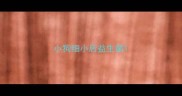 小狗细小后益生菌