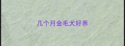 几个月金毛犬好养