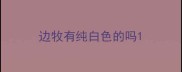 边牧有纯白色的吗
