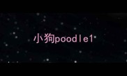 小狗poodle