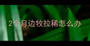 2个月边牧拉稀怎么办