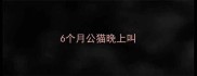 6个月公猫晚上叫