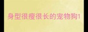 身型很瘦很长的宠物狗