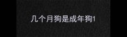 几个月狗是成年狗