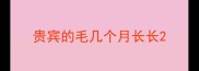 贵宾的毛几个月长长
