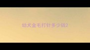 幼犬金毛打针多少钱