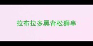 拉布拉多黑背松狮串