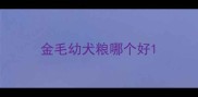 金毛幼犬粮哪个好