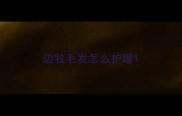边牧毛发怎么护理