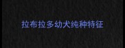 拉布拉多幼犬纯种特征
