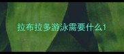 拉布拉多游泳需要什么