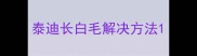 泰迪长白毛解决方法