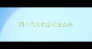 两个月大的金毛怎么养