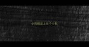 小狗眼皮上长个小包