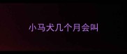 小马犬几个月会叫