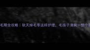 边牧换毛期全攻略秋天掉毛季这样护理毛孩子清爽一整个冬季