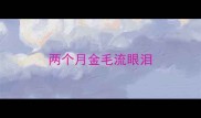 两个月金毛流眼泪