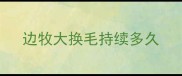 边牧大换毛持续多久