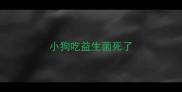 小狗吃益生菌死了