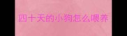 四十天的小狗怎么喂养