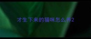 才生下来的猫咪怎么养