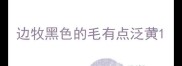边牧黑色的毛有点泛黄