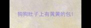 狗狗肚子上有黄黄的包