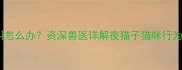 晚上猫咪时不时叫怎么办资深兽医详解夜猫子猫咪行为及科学应对措施