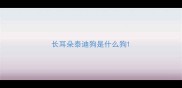 长耳朵泰迪狗是什么狗
