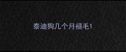 泰迪狗几个月褪毛