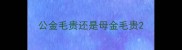 公金毛贵还是母金毛贵